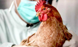 Gripa aviară face ravagii în Moscova