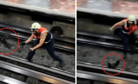 O găină a paralizat circulația unei stații de metrou