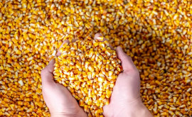 Молдова экспортирует в 45 раза больше кукурузы чем импортирует 
