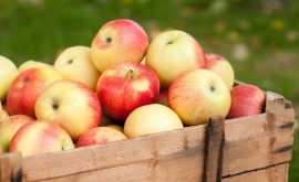 Moldova este lider în clasamentul celor mai mari producători de mere 