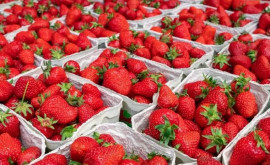 Căpșunile au început să se ieftinească în Moldova 