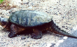 În California a fost filmată o broască țestoasă aligator rară de dimensiuni enorme