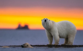 Ученые отодвинули срок наступления в Арктике первого лета безо льда