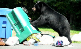 Un urs a făcut o plimbare cu un coș de gunoi