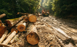 Percheziții la Hîncești și Chișinău după ce peste 1400 arbori au fost tăiați 