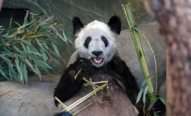 Sute de fani au întîmpinat la Beijing un urs panda care a revenit din SUA 