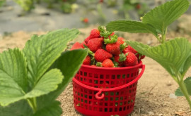 Prețul căpșunilor a scăzut foarte mult în Moldova