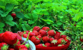 Prețul căpșunilor în Moldova a scăzut