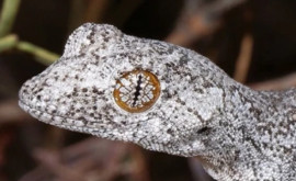 В Австралии обнаружен необычный геккон с психоделическими глазами