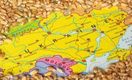 Bolea Ca să imporți cereale ucrainene trebuie să ai cui vinde în Moldova