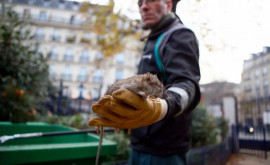 Primăria orașului Paris împotriva cruzimii parizienii sînt îndemnați să coexiste pașnic cu șobolanii
