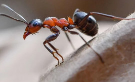 Marea Britanie este amenințată de o invazie a furnicilor electrice dăunătoare
