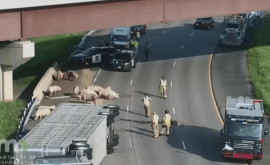 В США сбежавшие из фуры свиньи парализовали движение на магистрали