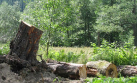 На севере страны прошли рейды по выявлению незаконной вырубки деревьев 