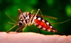 De ce ţînţarii preferă anumite persoane Grupa de sînge care atrage ca un magnet insectele