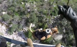 В США упавшую со скалы собаку спасли с помощью вертолета