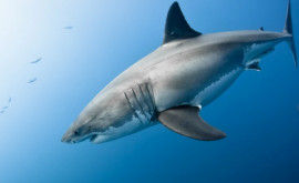 Cercetătorii egipteni au decis să mumifice rechinul care a ucis un turist rus în Hurghada
