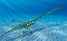 Gîturile lungi ale reptilele marine antice le făceau vulnerabile în fața prădătorilor