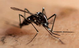 Европа под угрозой Азиатский тигровый комар распространяется все дальше на север 