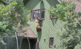 Un urs filmat în timp ce încearcă să evadeze dintro casă