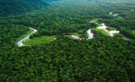 Размером со Швейцарию Планета потеряла огромные площади тропических лесов