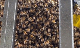 В Глазго огромный рой пчел заблокировал вход в ресторан