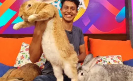 Un student din Mexic a creat o nouă rasă de iepuri uriași
