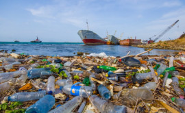 Количество пластиковых отходов в Мировом океане может удвоиться