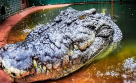 С днем рождения Кассиус Самому большому в мире крокодилу исполнилось 120 лет