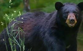 O femeie din SUA a înfruntat un urs și la lovit cu pumnul în față ca săși salveze cîinele