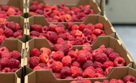 Фермеры Молдовы недовольны низкими ценами на малину