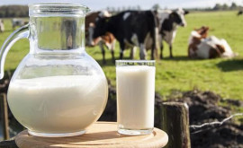 Laptele mai ieftin ca apa de ce sînt îngrijorați oamenii de la sate