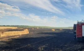 Peste 20 hectare de orz și 30 hectare de grîu au fost nimicite în urma unui incendiu de vegetație