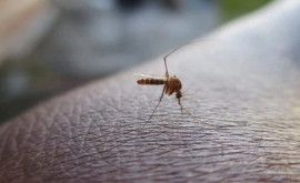 Растет риск заболеваний переносимых комарами Как мы должны защитить себя