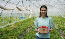 A transformat o plantație de căpșuni întro afacere profitabilă
