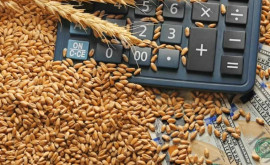 В помощь фермерам Минсельхоз открыл новую рубрику для анализа рынка зерновых 