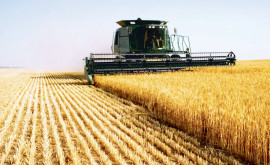 A început recoltarea grîului în nordul țării