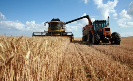 În sudul Moldovei recolta de cereale va fi mai mare