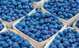 Cum evoluează piața de afine din Moldova 