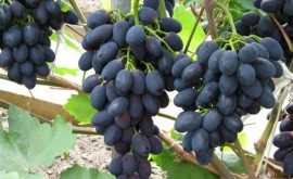 Какой урожай столового винограда может получить Молдова в этом году