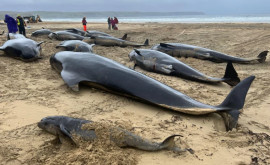 Zeci de balene au murit în Scoția