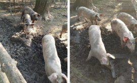 В Дрокиевском районе в лесу выращивали домашних свиней
