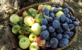 Roadă bogată de prune și mere în acest an în Moldova