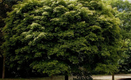 A fost numit arborele care protejează cel mai bine împotriva radiațiilor ultraviolete