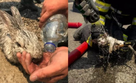 Cum pompierii salvează animalele de pe insula Rodos cuprinsă de incendii 
