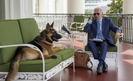В Белом доме объяснили агрессивное поведение собаки Байдена