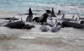 Десятки китов выбросились на берег Австралии