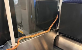 Большая змея спокойно гуляла в вагоне поезда полного пассажиров