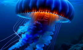 Бессмертная медуза Уникальное открытие может решить проблему старения