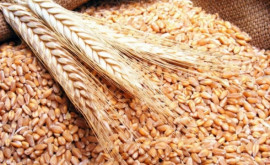 Fermierii preferă să țină grîul în hambare decît săl dea la preț mic